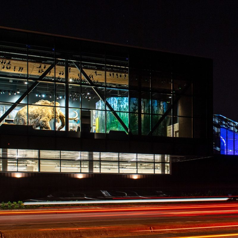 Bell Museum at night with light showing a mammoth inside